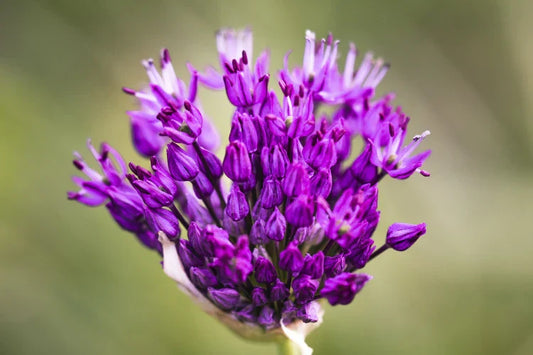 Bakuchiol in Skincare: Benefits, Safety, % Ranges, Who Should Avoid It