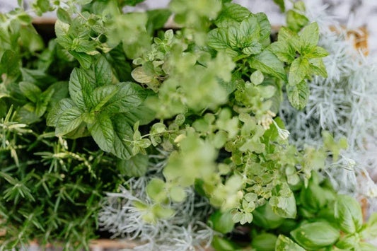 Manuka & Kawakawa: Native Skincare Ingredients Loved Across New Zealand